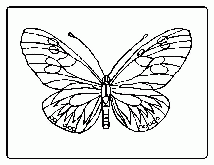 Plansa de colorat cu Fluturi 52 48